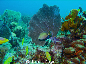 Swarming with Life. by Jarrett Regier 